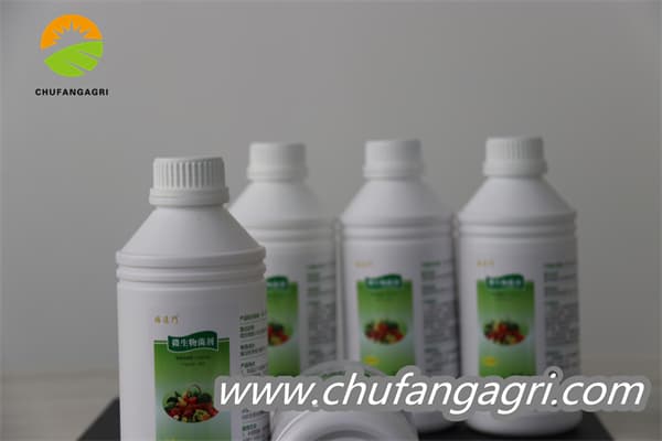 XMD Bacillus amyloliticus(TKJ)