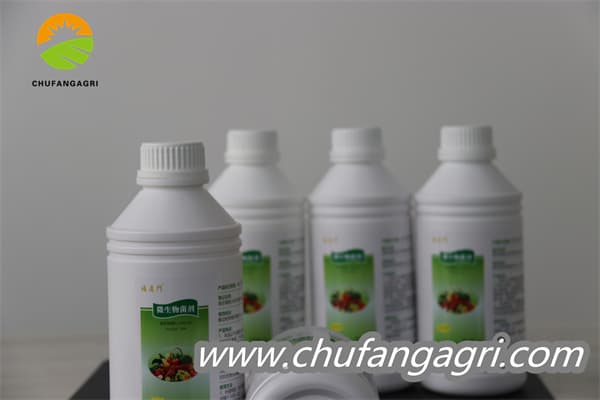 Bacillus amyloliquefaciens (TKJ)