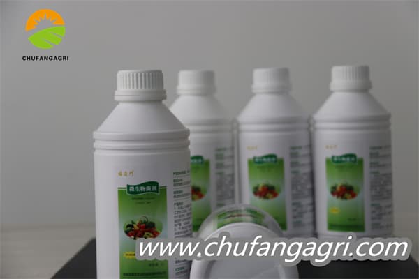 Bacillus amyloliticus(BAA)