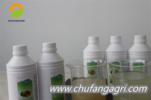 Bacillus amyloliticus(BAA)