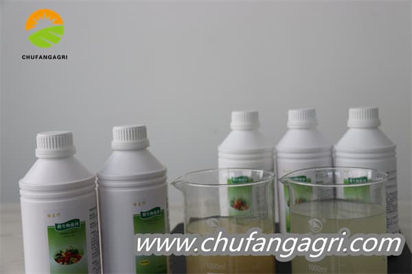 XMD Bacillus amyloliticus(BAA)