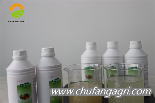 XMD Bacillus amyloliticus(TKJ)