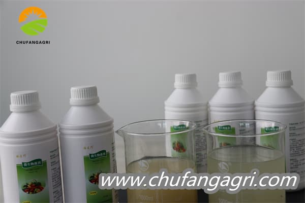 XMD Bacillus amyloliticus
