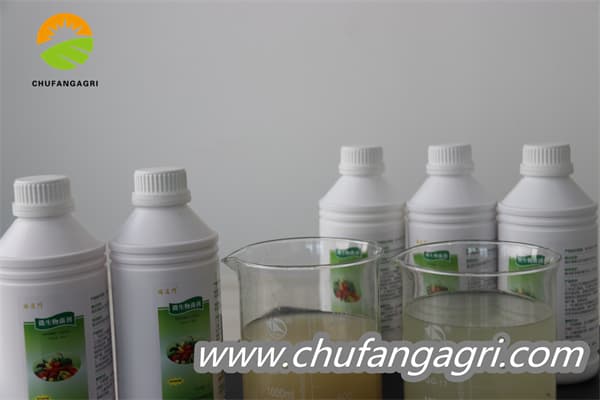 XMD Bacillus amyloliticus(BAA)