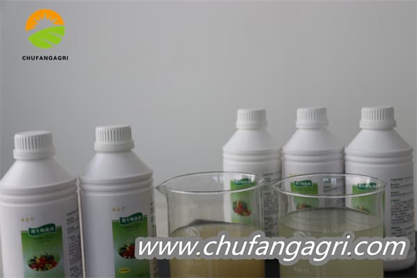 Bacillus amyloliquefaciens (TKJ)