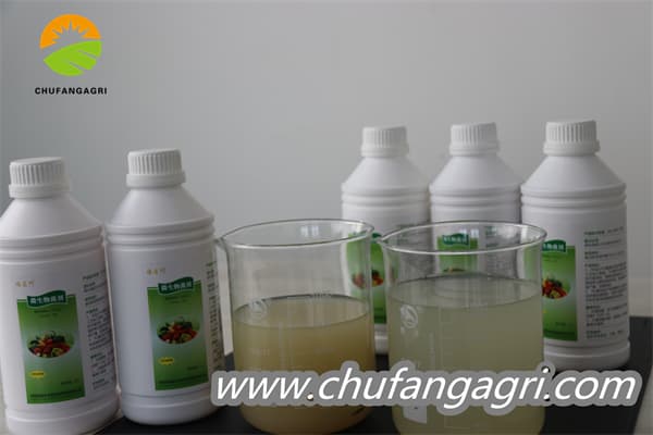Bacillus amyloliquefaciens (TKJ)