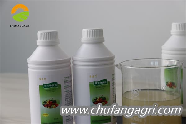 XMD Bacillus amyloliticus