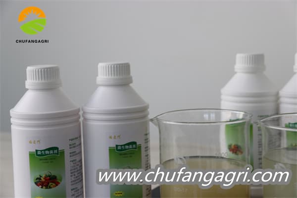 Bacillus amyloliquefaciens (TKJ)