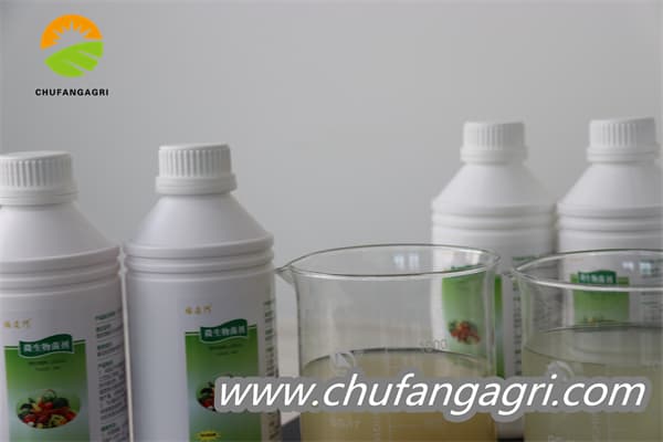 Bacillus amyloliticus(BAA)