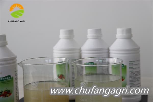 XMD Bacillus amyloliticus