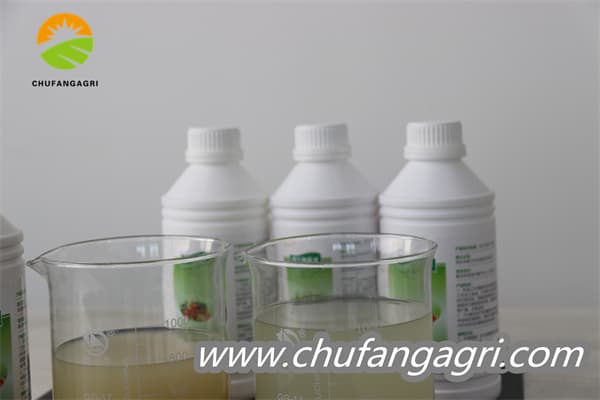 Bacillus amyloliticus