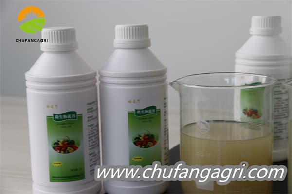 XMD Bacillus amyloliticus(TKJ)