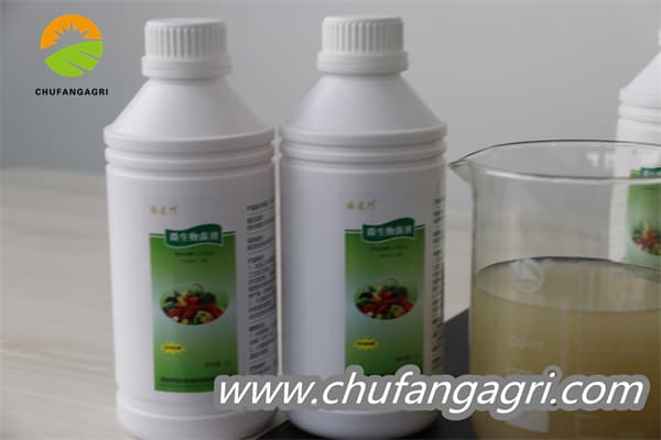 Chufangagri Bacillus amyloliquefaciens (TKJ)