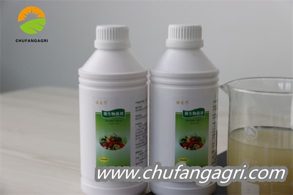 XMD Bacillus amyloliticus