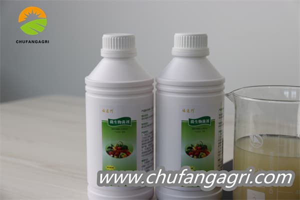 XMD Bacillus amyloliticus(BAA)