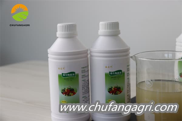 Bacillus amyloliquefaciens (TKJ)