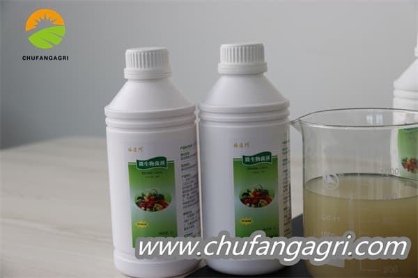 Chufangagri Bacillus amyloliticus(BAA)