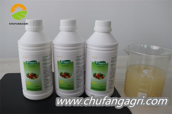 XMD Bacillus amyloliticus(BAA)