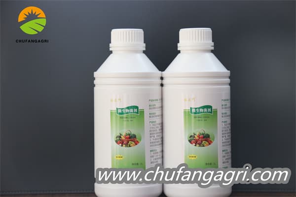 XMD Bacillus amyloliticus(TKJ)
