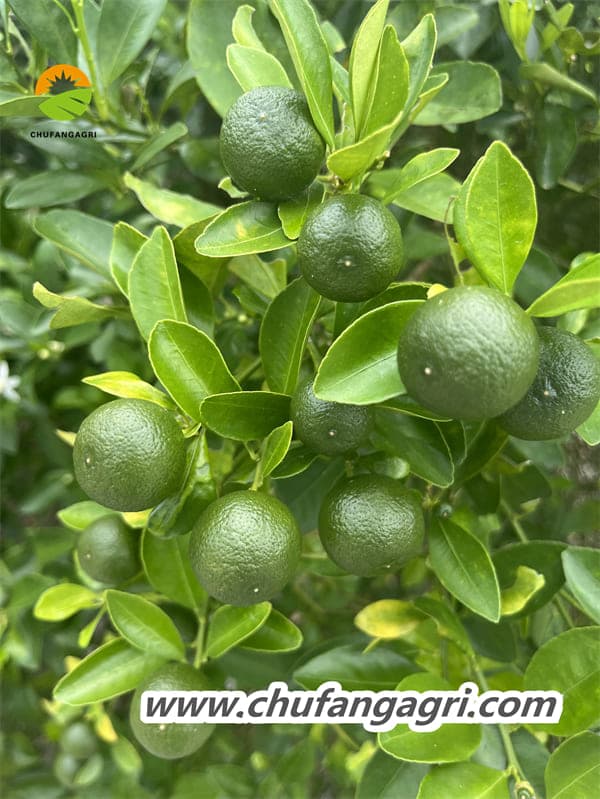 Liquid suspension fertilizer producer
