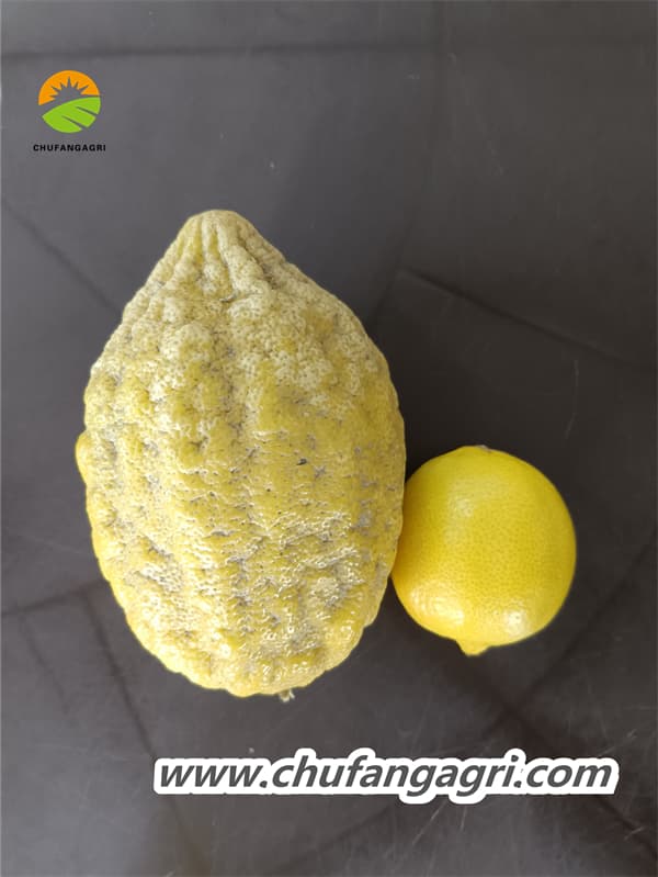 Not only promote the growth of the root system, but also provide balanced nutrition