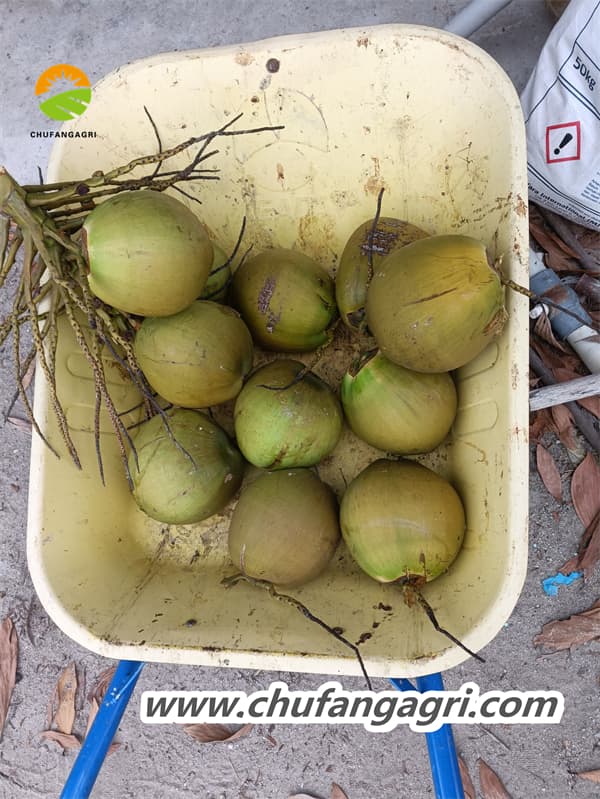 The advantages of liquid water-soluble fertilizers over powder and granular fertilizers