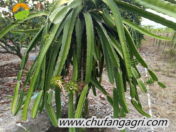 Liquid water-soluble fertilizer