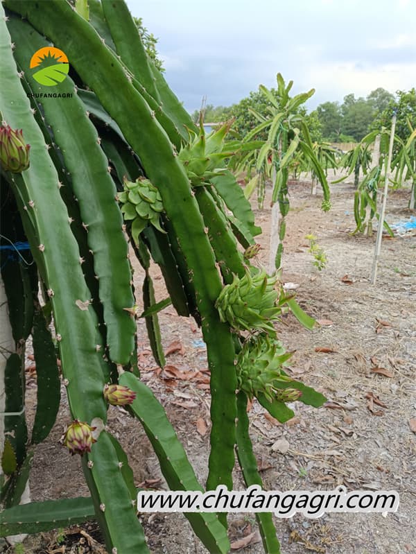 Liquid water-soluble fertilizer can add more bioestrogens