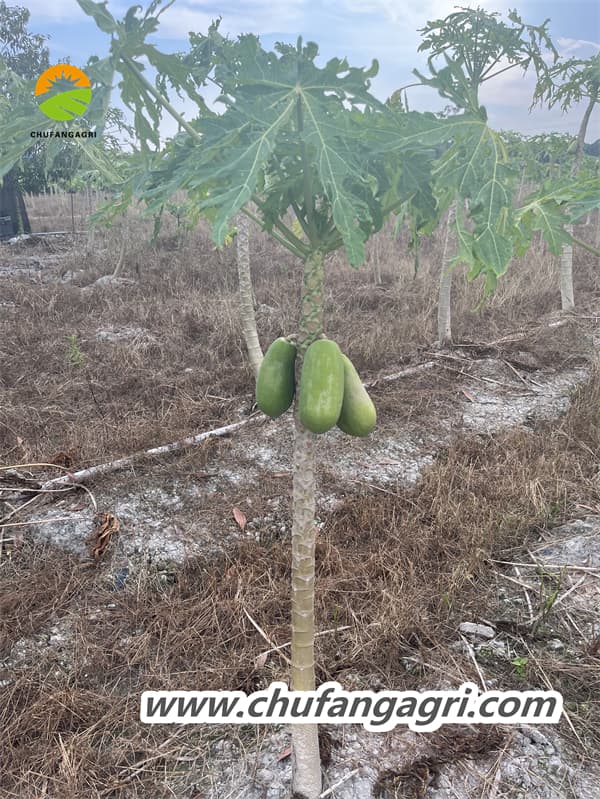 A humic acid water-soluble fertilizer