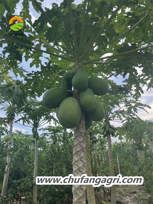 It is a water-soluble fertilizer containing humic acid