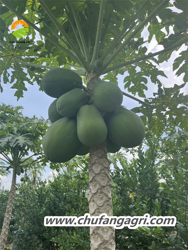 XMD Root Magic Cube is suitable for a variety of crops to use throughout the process
