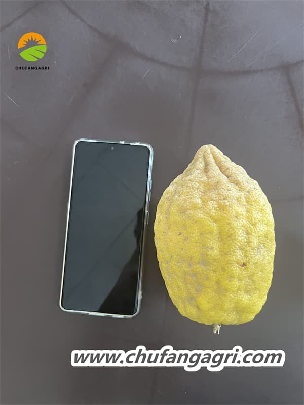 XMD Root Magic Cube, fully water-soluble