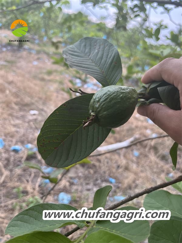 XMD Agro organic fungicide