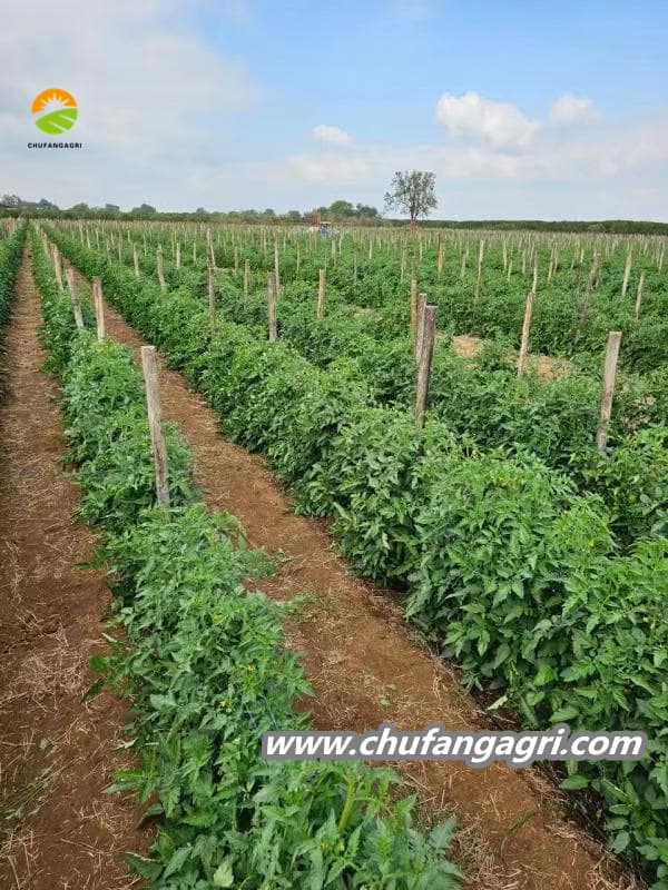 Chufangagri XMD Bacillus amyloliquefaciens (TKJ)
