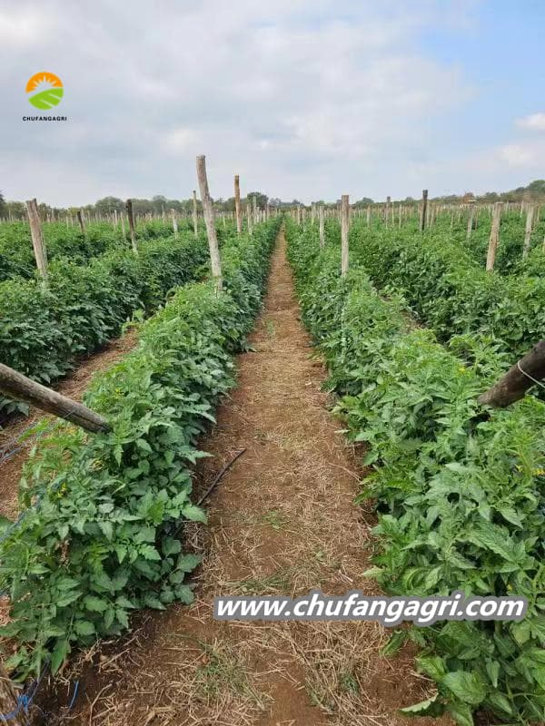Chufangagri XMD Bacillus amyloliquefaciens (TKJ)