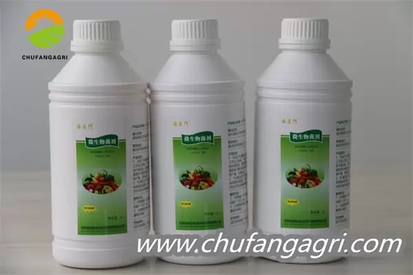 XMD Bacillus amyloliticus