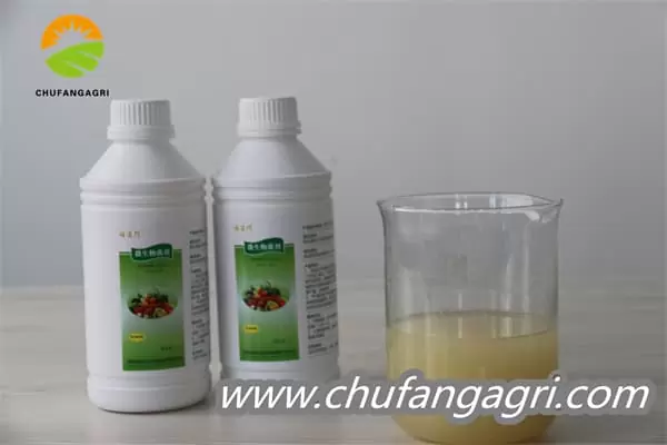 Chufangagri Bacillus amyloliticus(BAA)