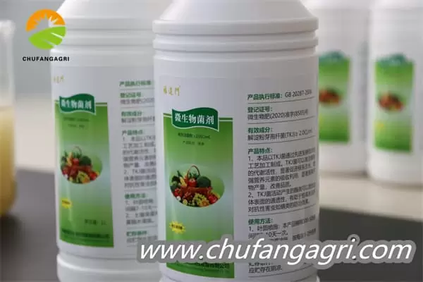 XMD Bacillus amyloliticus(BAA)