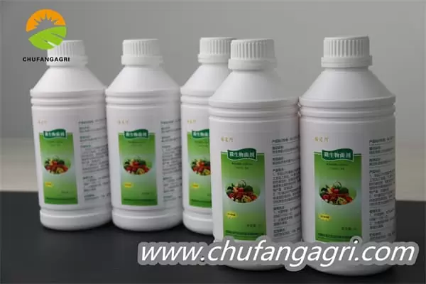 XMD Bacillus amyloliticus