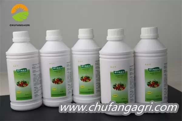 Bacillus amyloliticus(BAA)