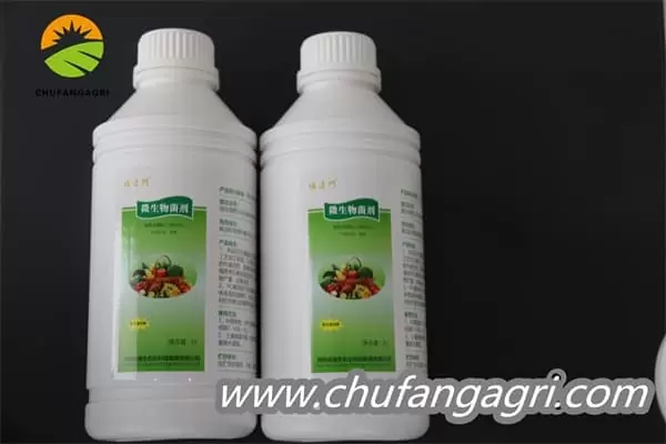 XMD Bacillus amyloliticus(TKJ)