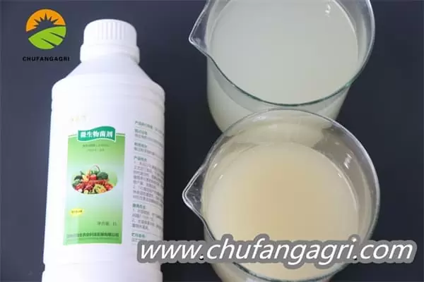 Chufangagri Bacillus amyloliticus