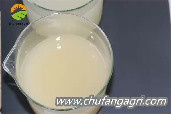 XMD Bacillus amyloliticus(BAA)