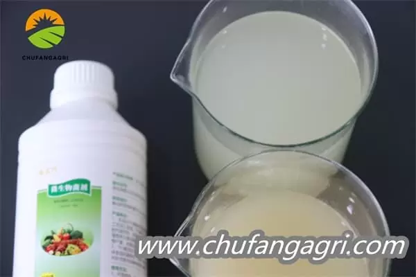 Bacillus amyloliquefaciens (TKJ)
