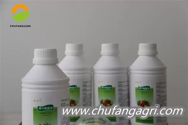 Bacillus amyloliquefaciens (TKJ)