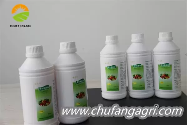 XMD Bacillus amyloliticus