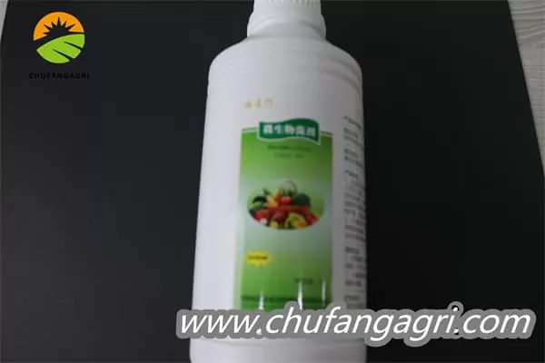 XMD Bacillus amyloliticus(BAA)