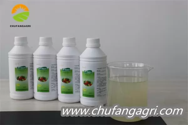 Bacillus amyloliticus(BAA)