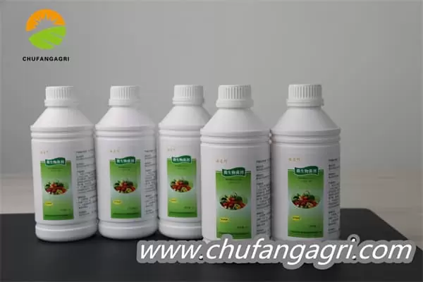Chufangagri Bacillus amyloliticus