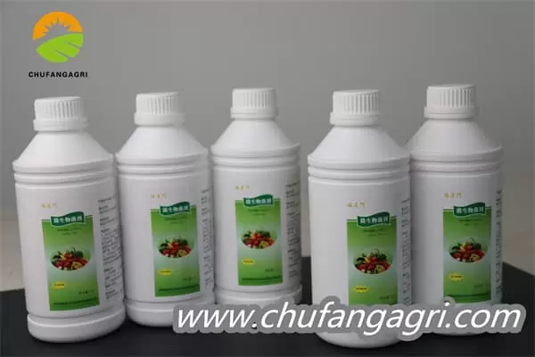 XMD Bacillus amyloliticus